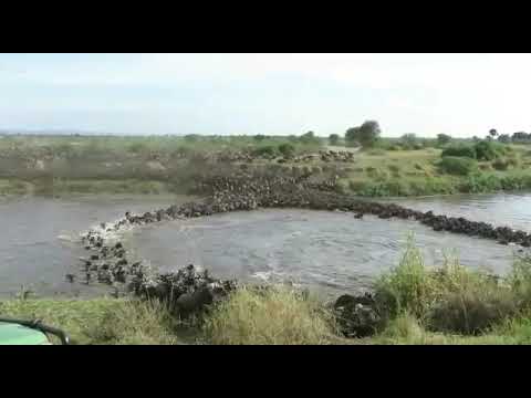 BEST TIME TO EXPLORE BIG MIGRATION IN SERENGETI WITH MAJALI TOURS