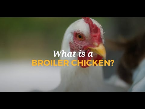 What Is a Broiler Chicken?