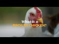 What Is a Broiler Chicken?