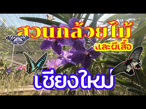 Orchid Gardens and Butterfly Farms