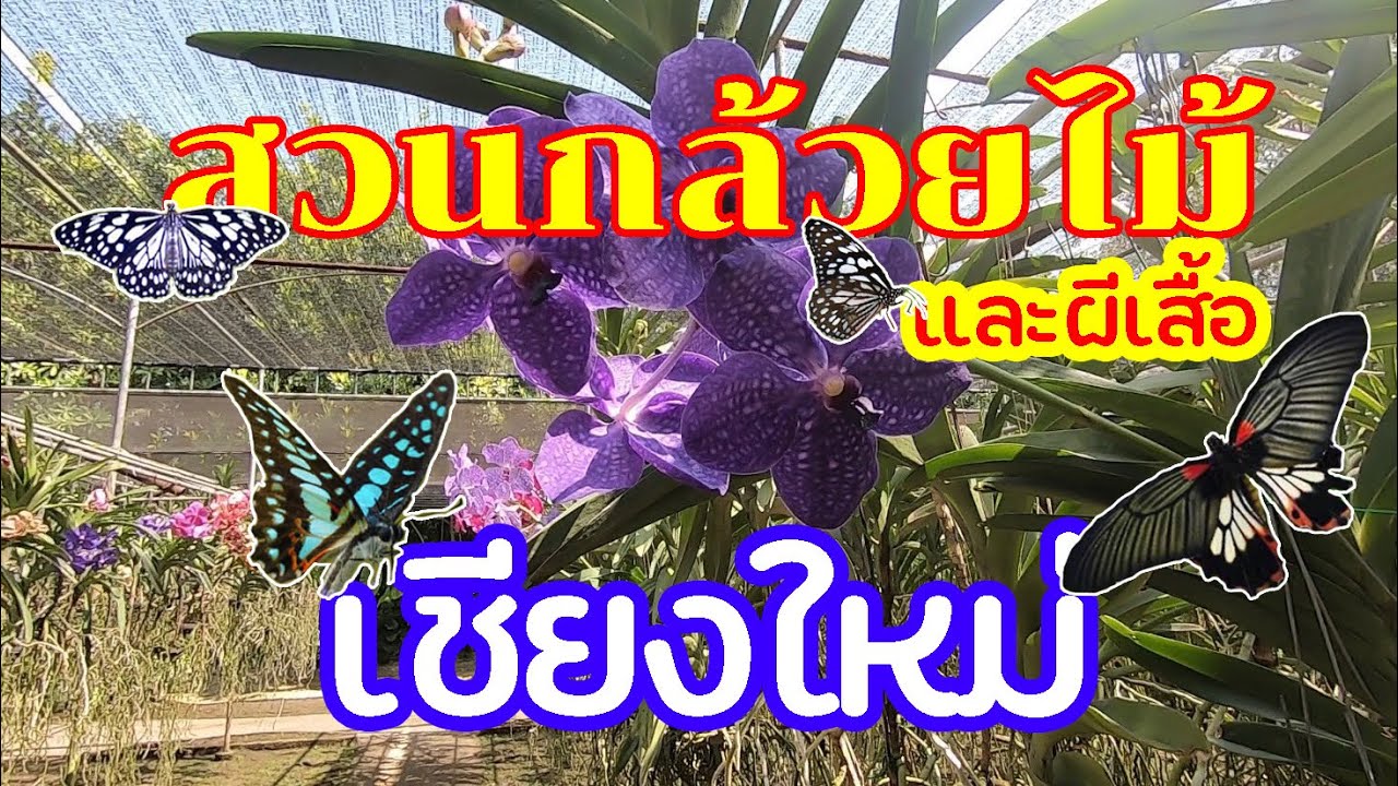 สวนกล้วยไม้และฟาร์มผีเสื้อ