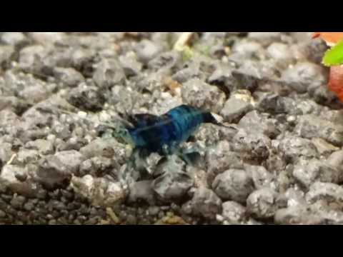 Watch Video on YouTube