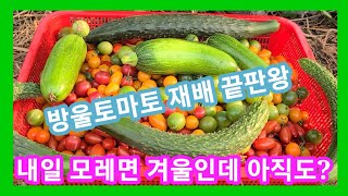 방울토마토 재배 끝판왕~내일모레 면 겨울인데 아직도 호박과 오이가? 솔림농원 비닐하우스 텃밭 전원일기,인간극…