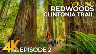 4K Calm Ambience of Redwood Forest + Real Nature Sounds | Hiking Clintonia Trail, California - #2