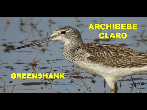 ARCHIBEBE CLARO | GREENSHANK | Tringa nebularia