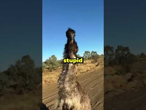 Dog Walk Turns Into Emu Showdown!