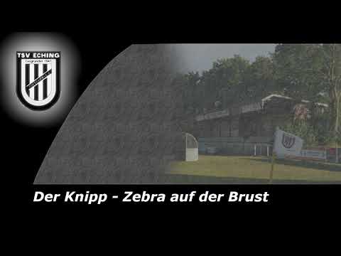 Knipp - Zebra auf der Brust (TSV-Song 2024)