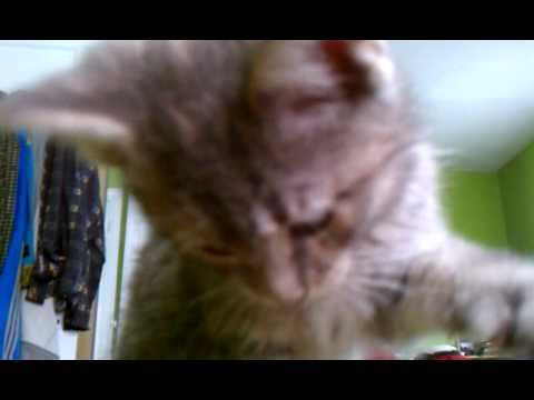 Knut, Popoki, and their new sister Pulelehua, get to know each other