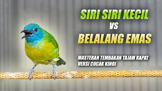 Download lagu MASTERAN TEMBAKAN RAPAT TAJAM PANJANG!! CUCAK KINOI GACOR FULL ISIAN SIRI SIRI KECIL & BELALANG EMAS mp3
