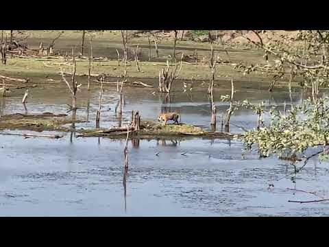 Ranthambore Sawai Madhopur taiger safari🙂😎😎