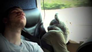 Gabby Young &amp; Other Animals - HALLOWEEN teaser...