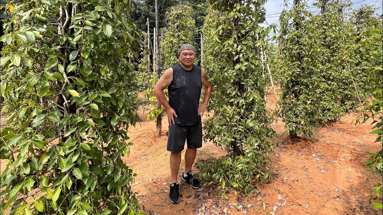 Experience a fascinating peek of Pepper Plantations.