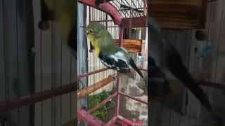 Download lagu tembakan cetoh sertu unik #burung #duniakicau #burungkicau mp3 Download lagu tembakan cetoh sertu unik #burung #duniakicau #burungkicau mp3