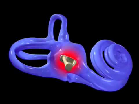 O funcionamento do ouvido humano