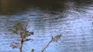 Wild Dog Kill  (WARNING!!  GRAPHIC CONTENT!)