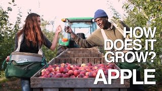 APPLE | How Does it Grow?