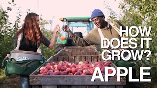 ¿Como crecen las frutas?