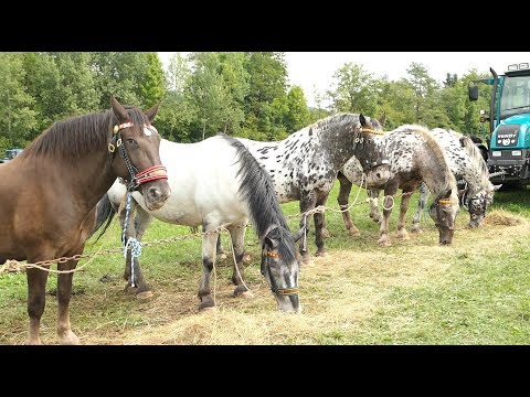 Los-Drama bei Pferdeverlosung am Pferdemarkt :/