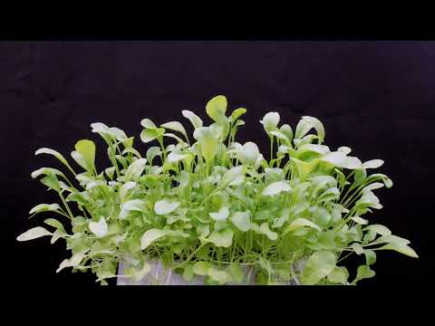 Growing Rocket Salad (Arugula) - 3 Week Timelapse