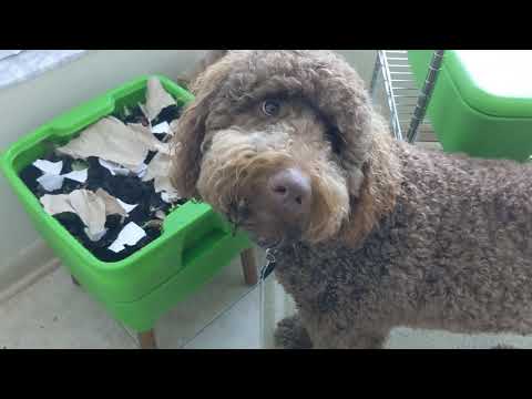 Hot Frog Living Composter Day 22 - First Jumbo Feeding - Vermicomposting