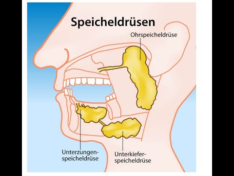 Einführung in die Speicheldrüsen Histologie