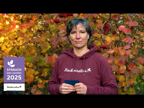 Der gemeine Schneeball – Strauch des Jahres 2025