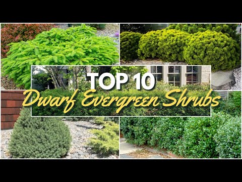 10 Must Have Dwarf Evergreen Shrubs for Easy Foundation Planting