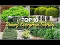 10 Must Have Dwarf Evergreen Shrubs For Easy Foundation Planting