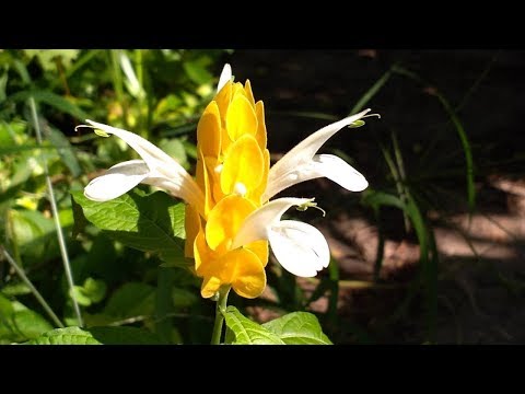 Pachystachys lutea gialla (Lecca lecca plant)