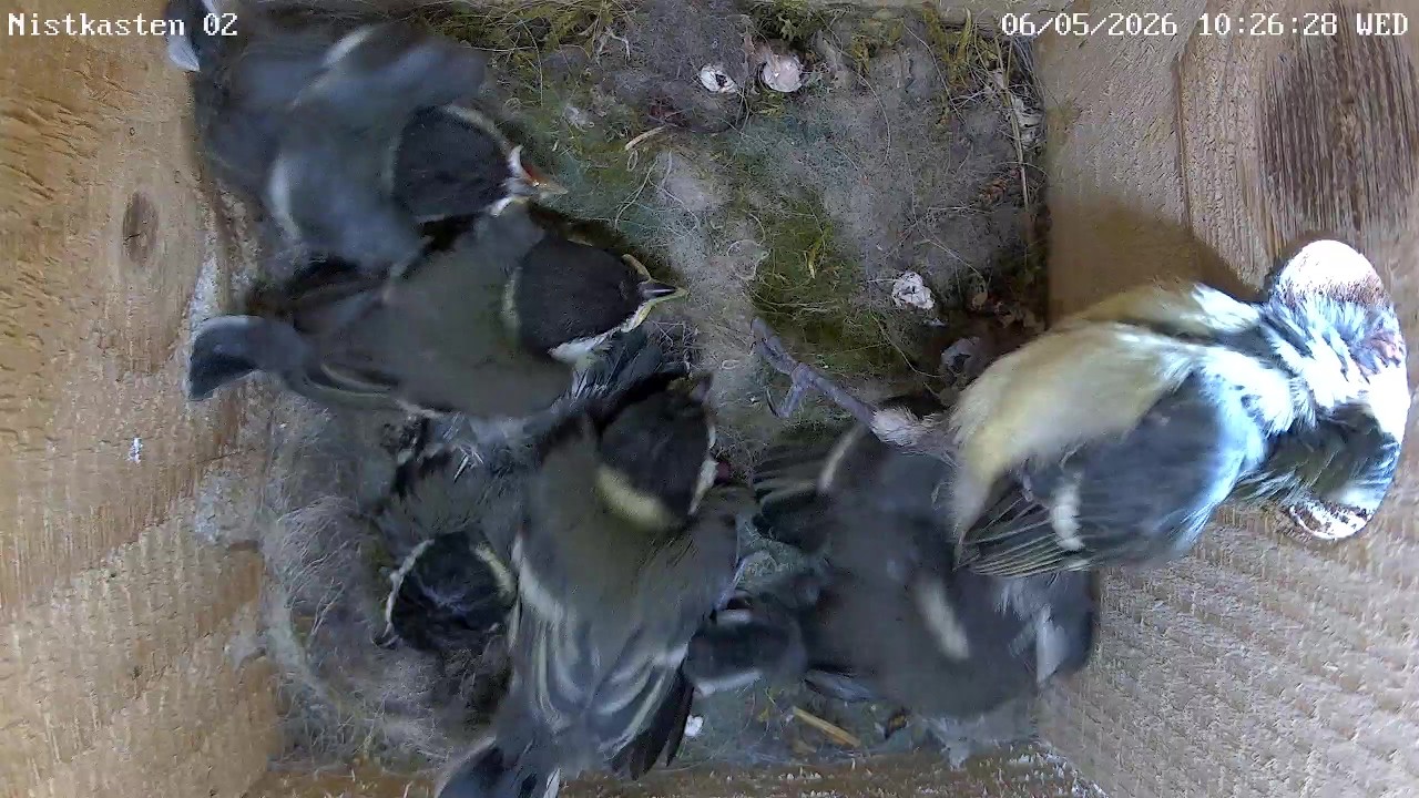 Turmfalke plündert Nistkasten