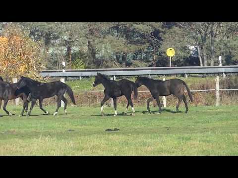 Junghengste Delorean, De Niro, Schwarzgold und Libertad
