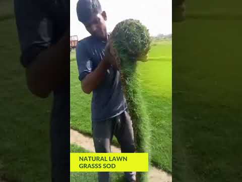 Natural Lawn Grass in Noida