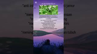 Download lagu manfaat daun babadotan mp3 Download lagu manfaat daun babadotan mp3