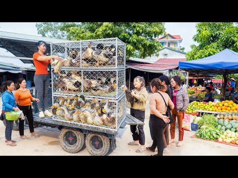 Harvesting Many Ducks Each 4KG, Use 3 Wheeled Truck Transport Duck Go To Market Sell