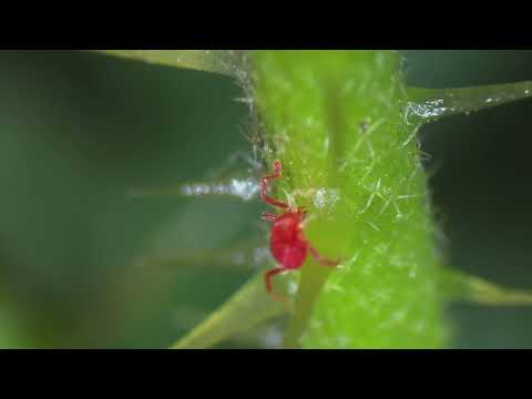 <em>Balaustium</em> mite feeding on Solanum