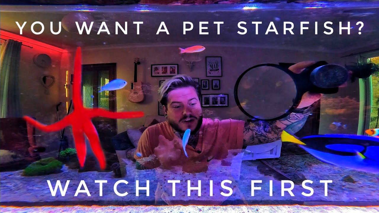 Keeping a Starfish In Your Saltwater Aquarium | Tips To Help You Succeed