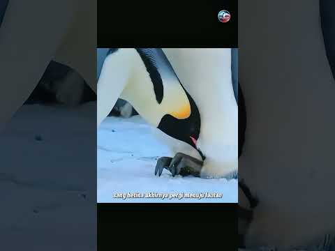 Setelah bertelur, pinguin betina memilih pergi #shorts