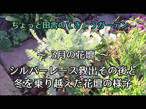 園芸 シルバータンジー、トルコまたはシリアタンジー、シルバーレース
