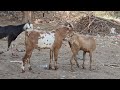 Goat Breeding Season Goat Breeding Goat Farming And Breed How Goat Breeding Is Done