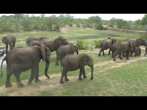 Djuma: Breeding herd of Elephant - 12/29/18