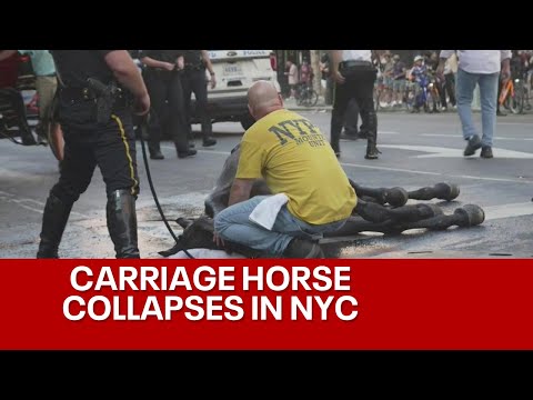 馬兒累癱倒臥路中央 紐約市馬夫又鞭又打引眾怒