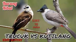 Download lagu Suara Trucuk VS Kutilang ribut mp3