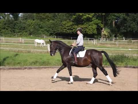 Wallach von Foundation/Sandro Hit geb.2012