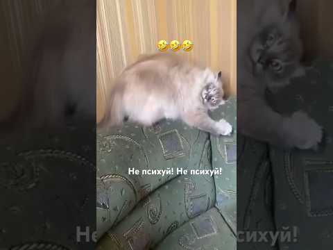#рекомендации #юмор #прикол #котики #cat #catvideos #cats #catshorts #funny #funnycats #funnyshorts