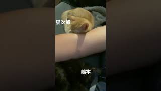かわいすぎる子猫シリーズ #5