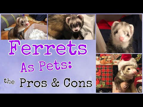 , title : 'Ferrets as Pet: the Pros and Cons'
