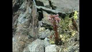 preview picture of video 'Sierra Nevada, isla de biodiversidad (COMPLETO)'