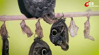 Indoor Butterfly Park