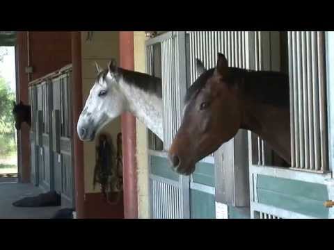Gestüt Welsum in Bad Zwischenahn