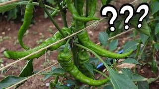 The New “It” Pepper?